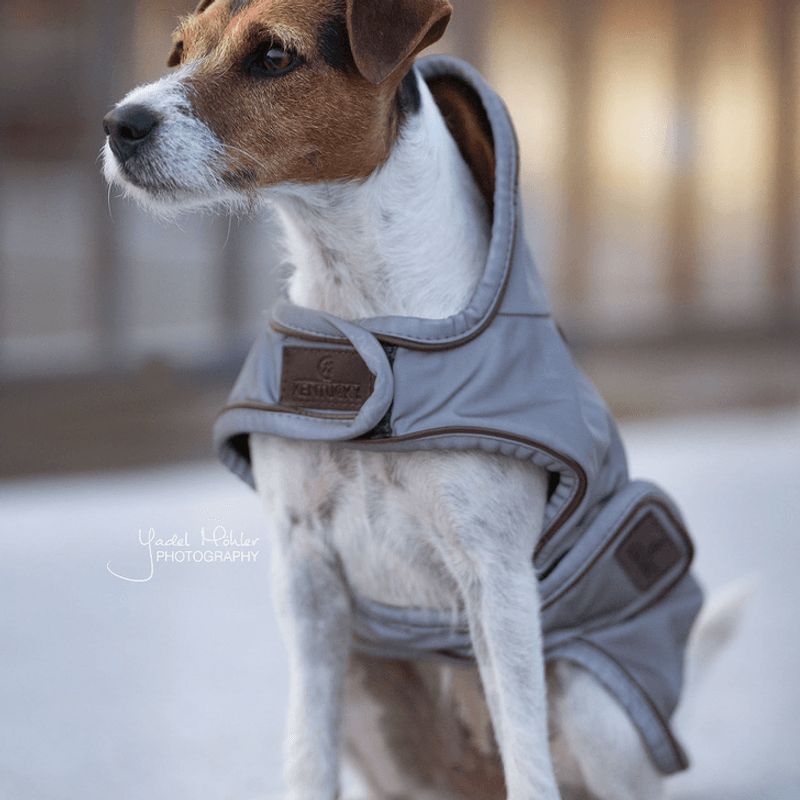 Kentucky Dog Rug Reflective Water Repellent