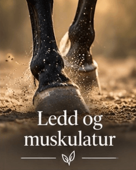 Hovedbilde Ledd og muskulatur