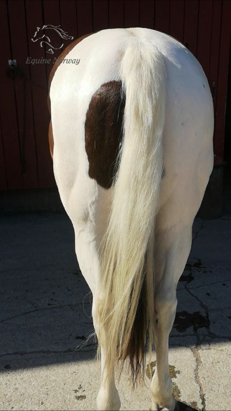 Ekholms PROB Shampoo