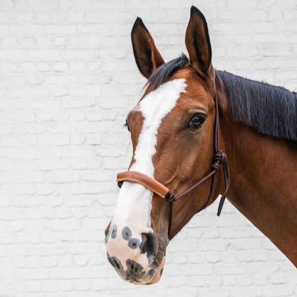 Kentucky Rope Halter