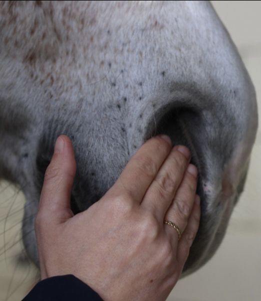 Nellumbo Respiratory Comfort Serum for horses